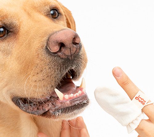 강아지 양치 꼭 해야 하는 이유 & 강아지 치석 제거 방법 4가지!