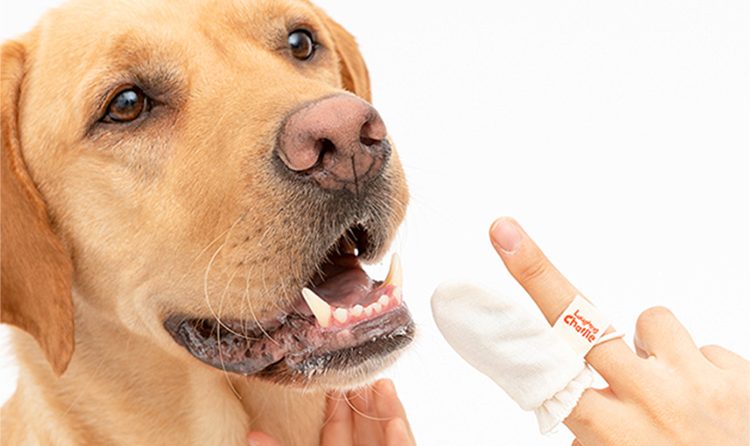 강아지 양치 꼭 해야 하는 이유 & 강아지 치석 제거 방법 4가지!