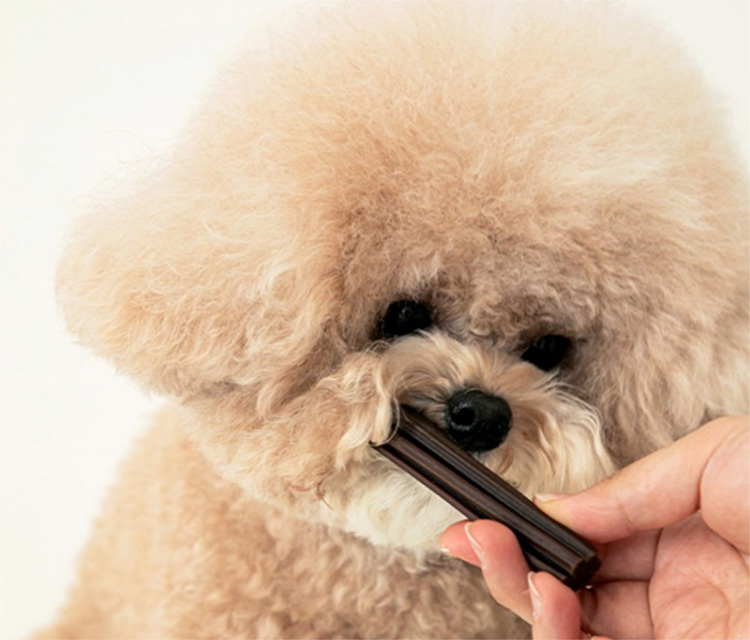 강아지 치석 제거, 강아지 스케일링, 강아지 치석 제거 껌, 강아지 충치