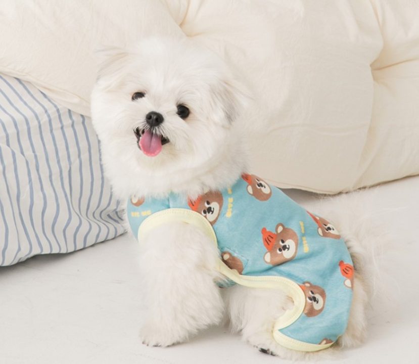 강아지 심장사상충, 방심하면 위험! 필수 해충방지 아이템 4가지