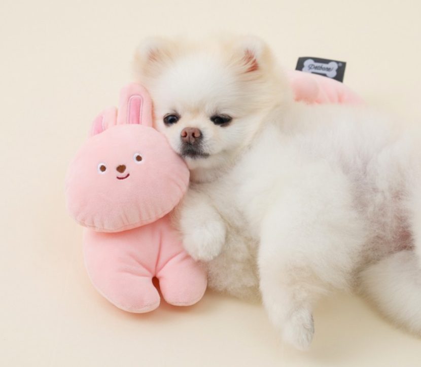 강아지 심장사상충, 강아지 예방접종, 강아지 모기, 강아지 진드기, 넥스가드 스펙트라