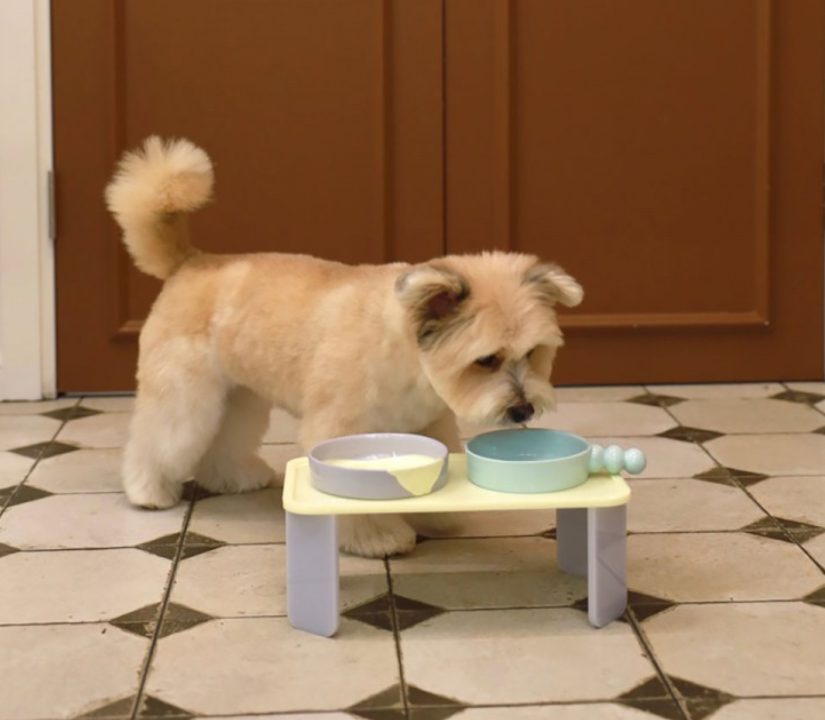 강아지 심장사상충, 강아지 예방접종, 강아지 모기, 강아지 진드기, 넥스가드 스펙트라