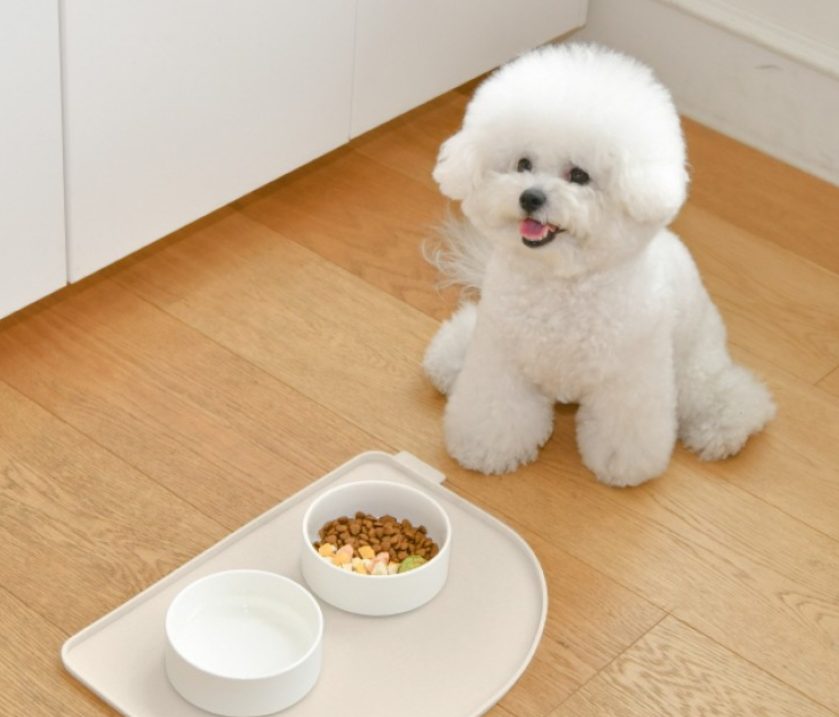 강아지 심장사상충, 강아지 예방접종, 강아지 모기, 강아지 진드기, 넥스가드 스펙트라