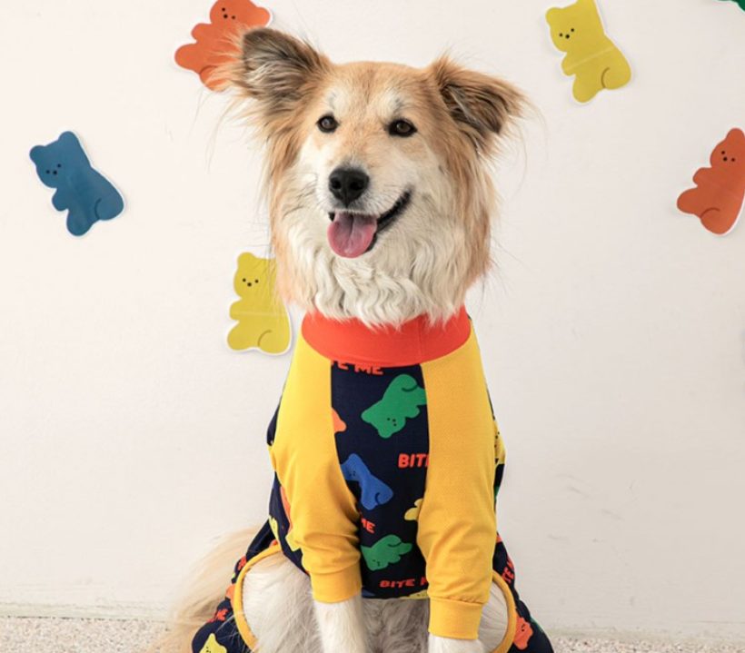 강아지 심장사상충, 강아지 예방접종, 강아지 모기, 강아지 진드기, 넥스가드 스펙트라