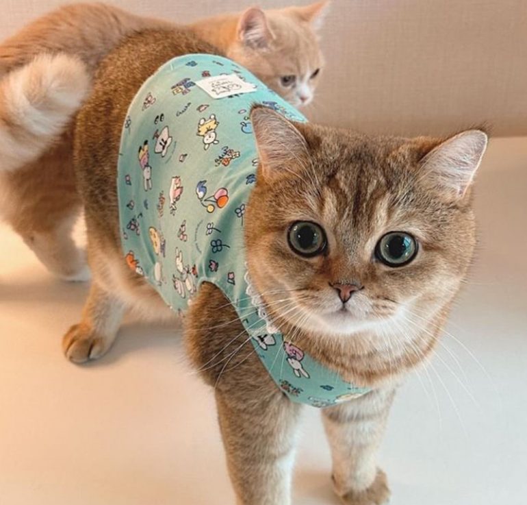 애교 많은 개냥이 품종 총정리: 순한 고양이 순위 TOP 7