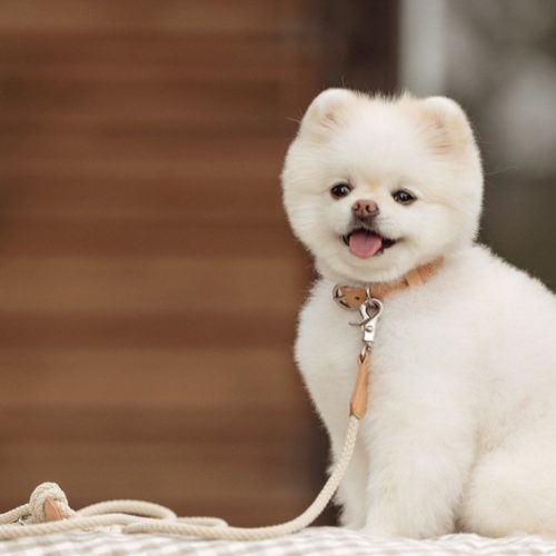 강아지 실외 배변 횟수 몇 번이 적당할까? 실내 배변 참는 강아지 훈련법 3가지