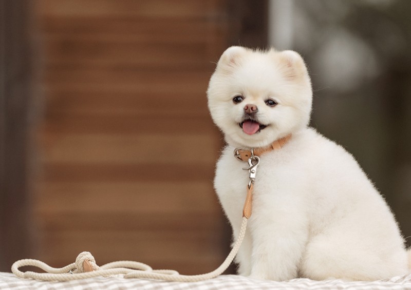 강아지 실외 배변 횟수 몇 번이 적당할까? 실내 배변 참는 강아지 훈련법 3가지