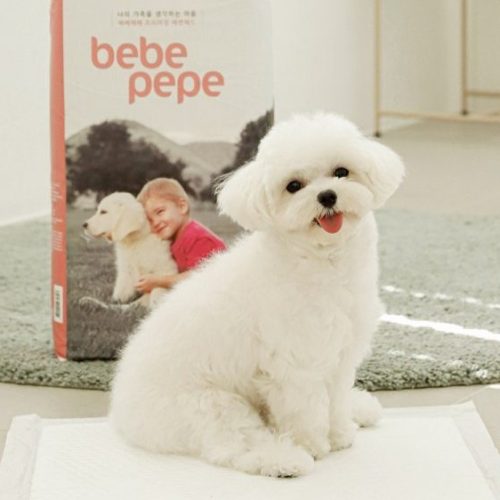 강아지 배변 훈련 방법 5단계: 배변 패드 VS 배변판 훈련까지