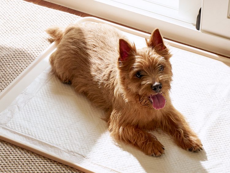 강아지 훈련 순서, 강아지 훈련 종류, 강아지 교육, 새끼 강아지