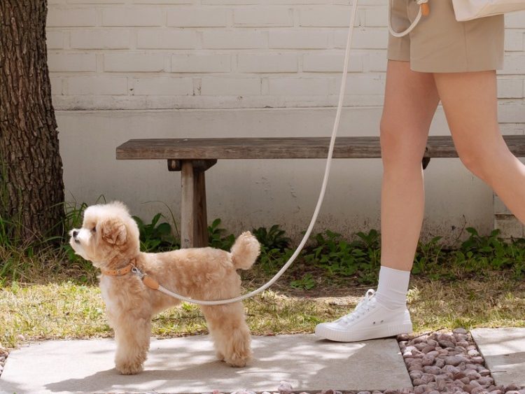 강아지 훈련 순서, 강아지 훈련 종류, 강아지 교육, 새끼 강아지