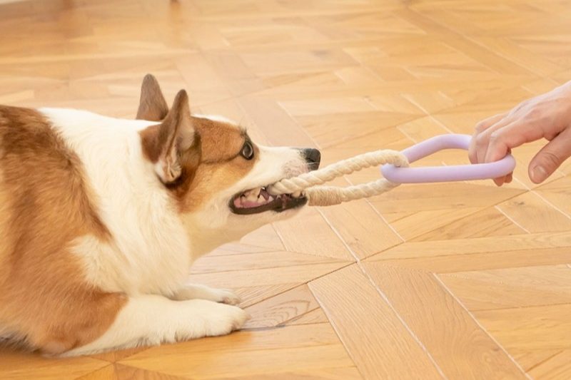 강아지 훈련 순서, 강아지 훈련 종류, 강아지 교육, 새끼 강아지