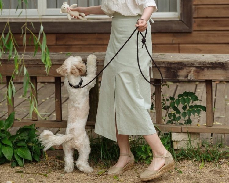 강아지 훈련 순서, 강아지 훈련 종류, 강아지 교육, 새끼 강아지