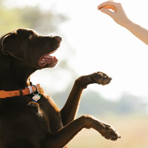 강아지 훈련 순서 5단계: 새끼 강아지 교육 가이드!