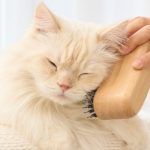 고양이 털 알레르기, 고양이 알러지, 고양이 알레르기, 고양이 털 알레르기 극복