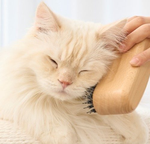 고양이 털 알레르기 극복하기: 원인 및 증상과 치료법 2가지 총정리