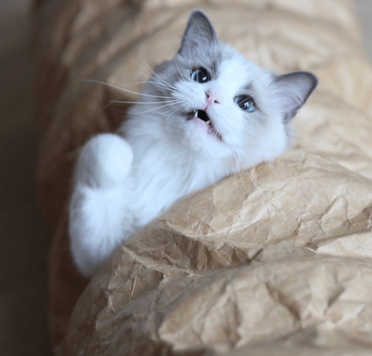 강아지 고양이 합사, 강아지 고양이 같이 키우기, 강아지 고양이 차이점