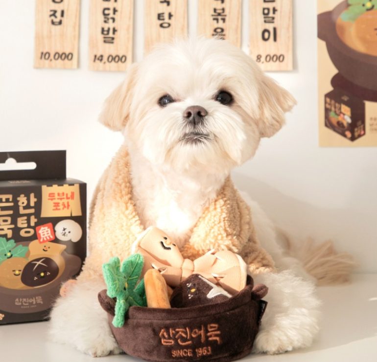 강아지 고양이 합사, 강아지 고양이 같이 키우기, 강아지 고양이 차이점