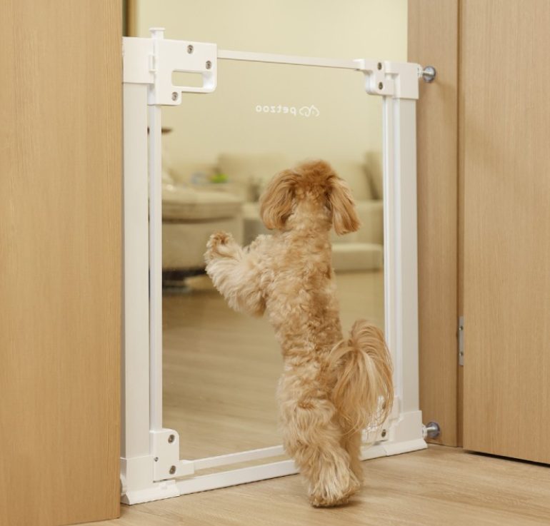 강아지 고양이 합사, 강아지 고양이 같이 키우기, 강아지 고양이 차이점