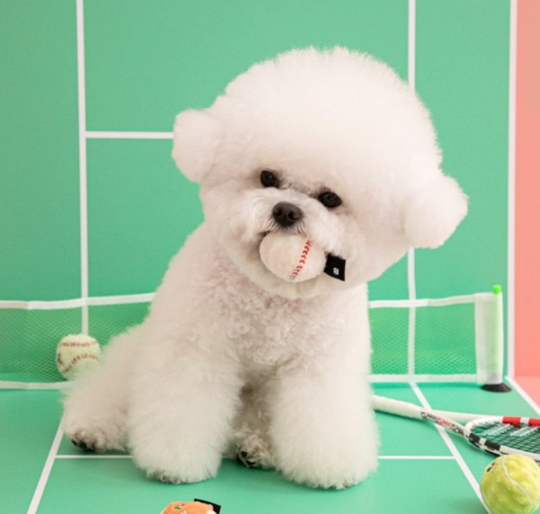 강아지 실외 배변 횟수, 강아지 실내 배변 훈련, 강아지 방광염, 강아지 실외 배변