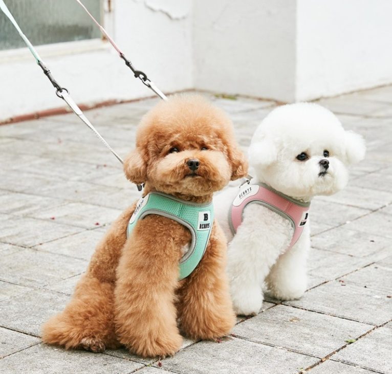 강아지 실외 배변 횟수, 강아지 실내 배변 훈련, 강아지 방광염, 강아지 실외 배변