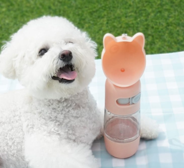 강아지 실외 배변 횟수, 강아지 실내 배변 훈련, 강아지 방광염, 강아지 실외 배변