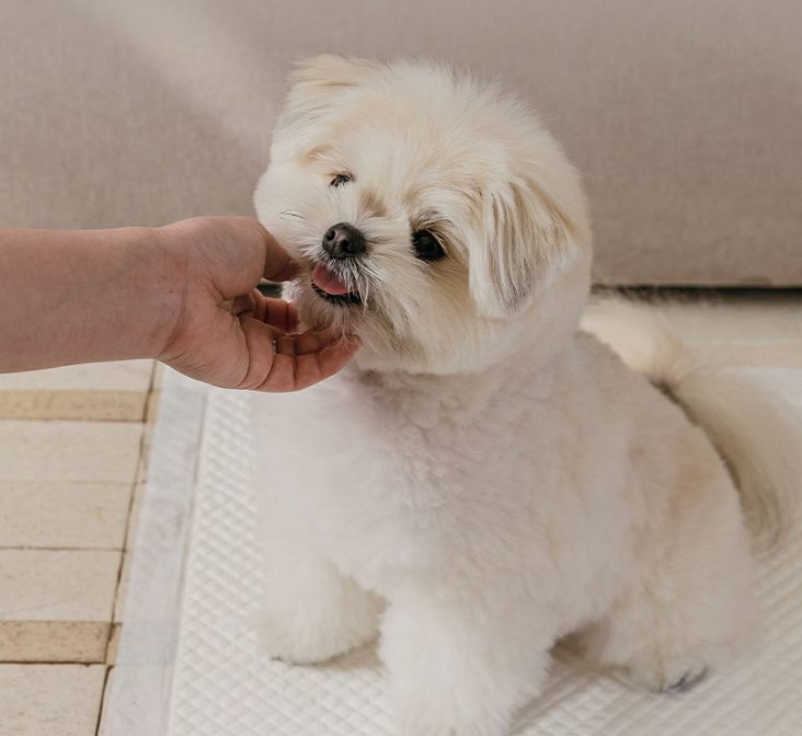 강아지 실외 배변 횟수, 강아지 실내 배변 훈련, 강아지 방광염, 강아지 실외 배변
