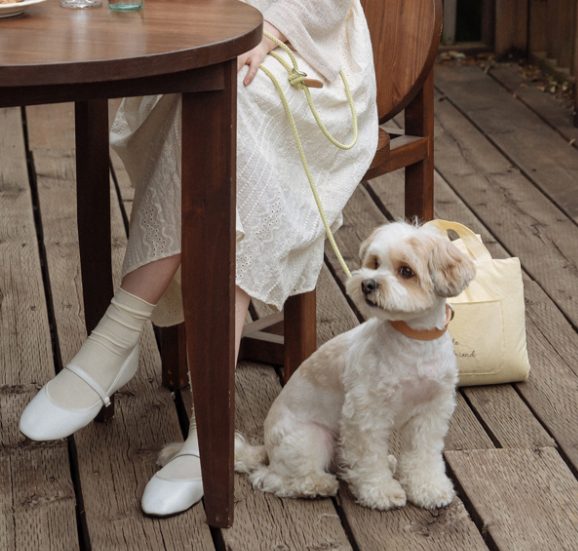 강아지 실외 배변 횟수, 강아지 실내 배변 훈련, 강아지 방광염, 강아지 실외 배변