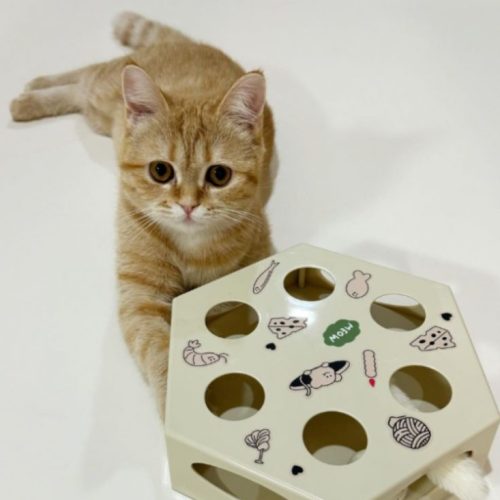 애교 많은 개냥이 품종 총정리: 순한 고양이 순위 TOP 7