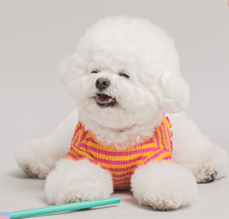 펫보험 비교, 강아지 보험, 반려동물 보험, 동물병원 진료비