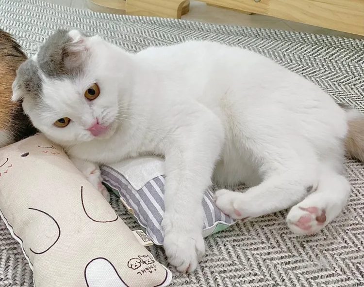 고양이 링웜, 고양이 피부병, 고양이 곰팡이 피부병, 고양이 영양제