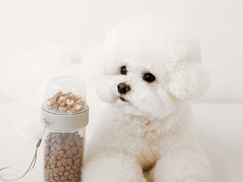 강아지 사료 급여량 계산하기: RER, DER & 사료 종이컵 급여 총정리!