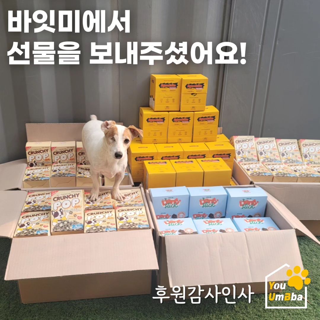 유기견 봉사, 유기견 후원, 강아지 임시 보호, 유기견 보호센터