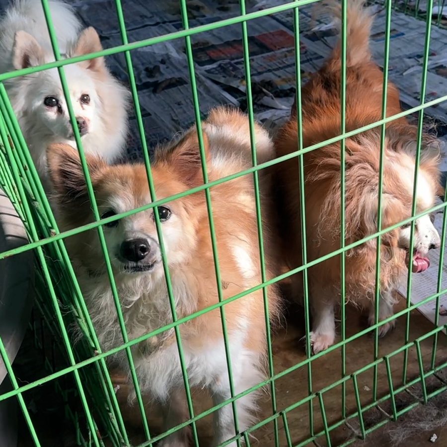 유기견 봉사부터 후원, 임시 보호까지: 유기견 보호센터 돕는 법 4가지