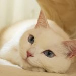 고양이 링웜, 고양이 피부병, 고양이 곰팡이 피부병, 고양이 영양제