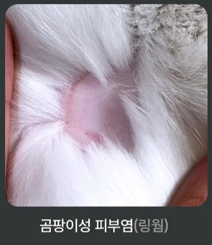 고양이 링웜, 고양이 피부병, 고양이 곰팡이 피부병, 고양이 영양제