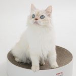 고양이 중성화 시기, 환묘복, 넥카라, 수컷 고양이 중성화, 고양이 발정기