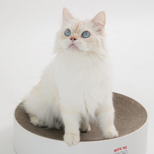 고양이 중성화 시기와 수술 후 회복 기간 & 관리법 (ft. 넥카라, 환묘복)