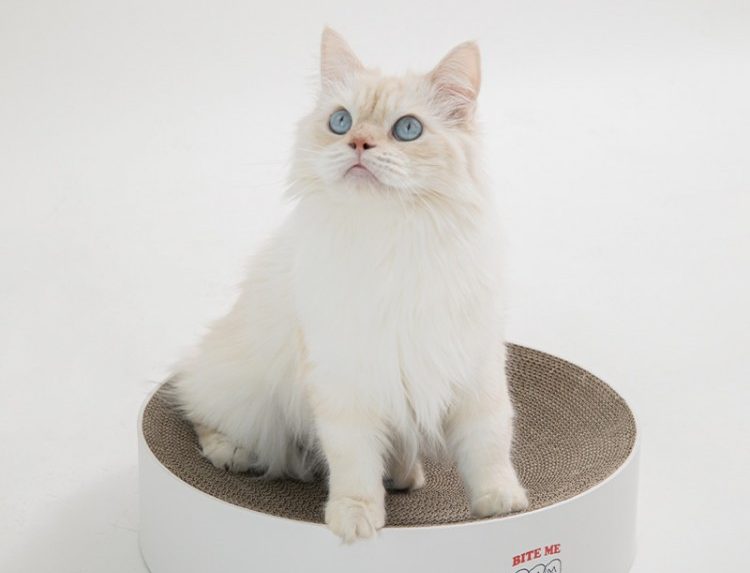 고양이 중성화 시기와 수술 후 회복 기간 & 관리법 (ft. 넥카라, 환묘복)