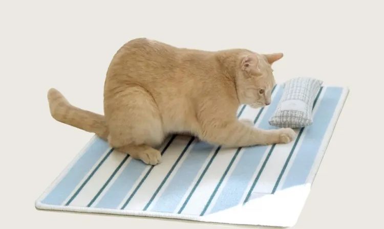 고양이 링웜, 고양이 피부병, 고양이 곰팡이 피부병, 고양이 영양제