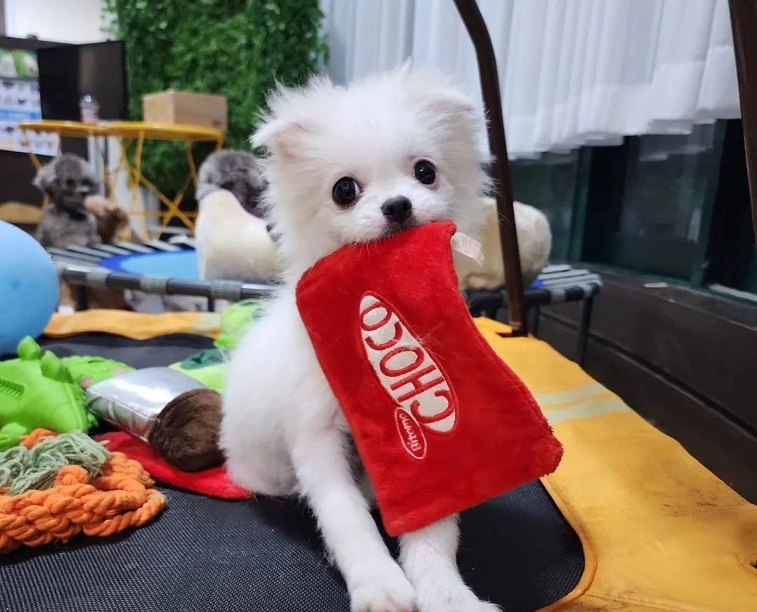 유기견 봉사, 유기견 후원, 강아지 임시 보호, 유기견 보호센터