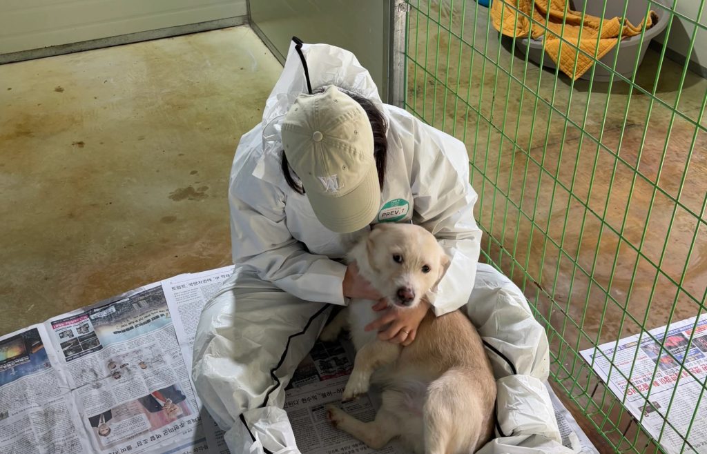 유기견 봉사, 유기견 후원, 강아지 임시 보호, 유기견 보호센터