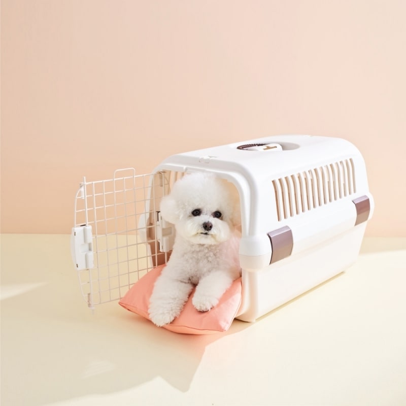 강아지 비행기, 반려동물 비행기, 반려동물 동반 여행, 강아지 여행
