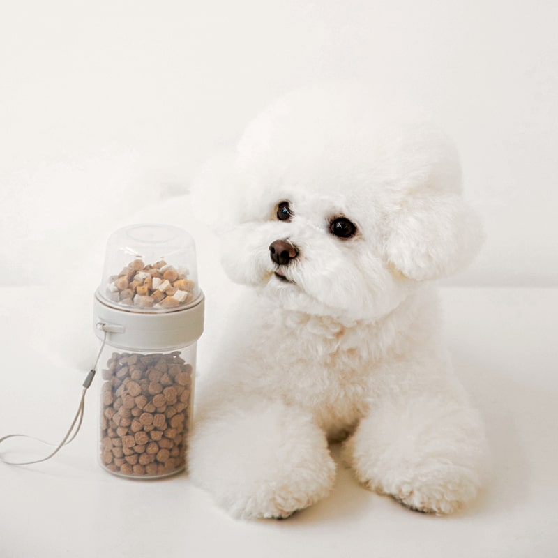 강아지 비행기, 반려동물 비행기, 반려동물 동반 여행, 강아지 여행