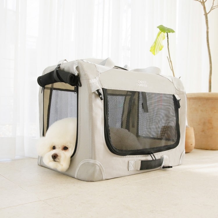 강아지 비행기, 반려동물 비행기, 반려동물 동반 여행, 강아지 여행