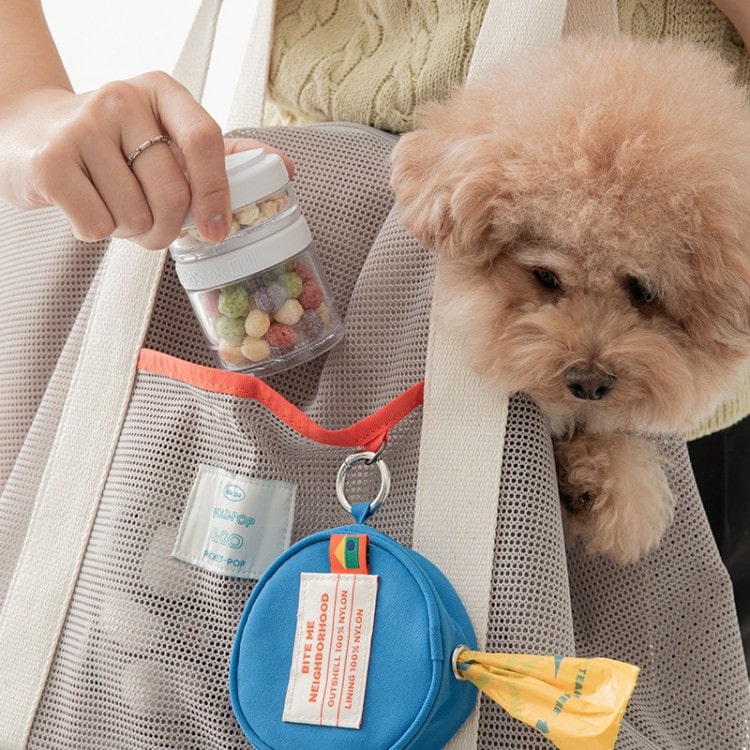 강아지 비행기, 반려동물 비행기, 반려동물 동반 여행, 강아지 여행