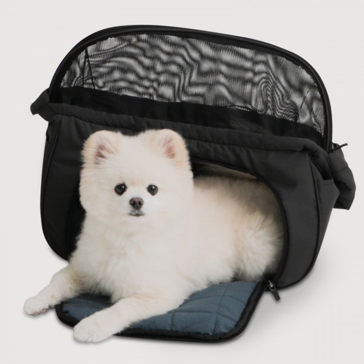 강아지 비행기, 반려동물 비행기, 반려동물 동반 여행, 강아지 여행