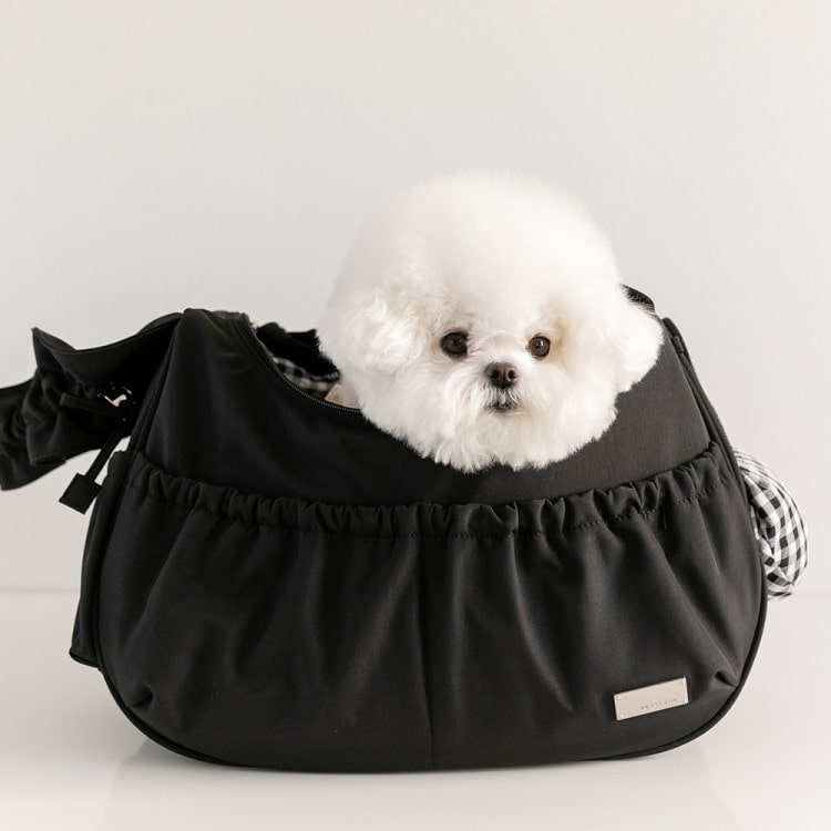 강아지 비행기, 반려동물 비행기, 반려동물 동반 여행, 강아지 여행