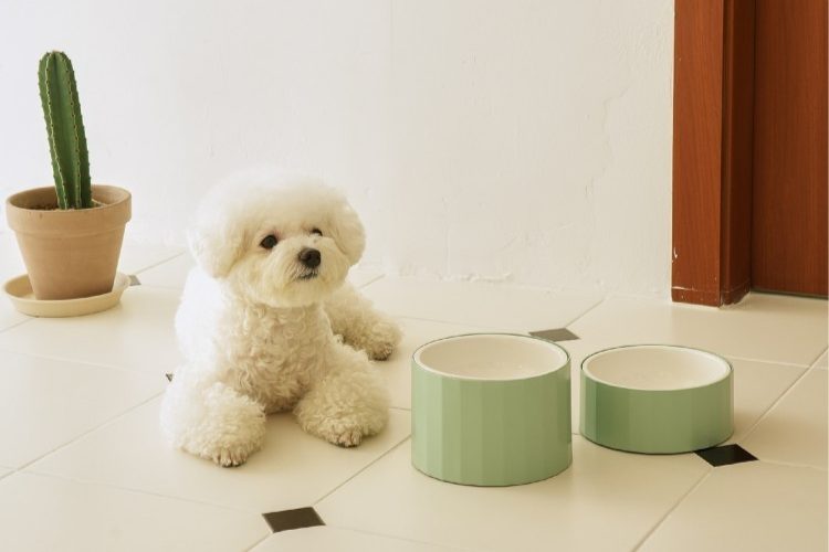 강아지 밥그릇 높이, 강아지 식기, 강아지 밥그릇 추천, 대형견 밥그릇