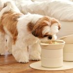 강아지 밥그릇 높이, 강아지 식기, 강아지 밥그릇 추천, 대형견 밥그릇