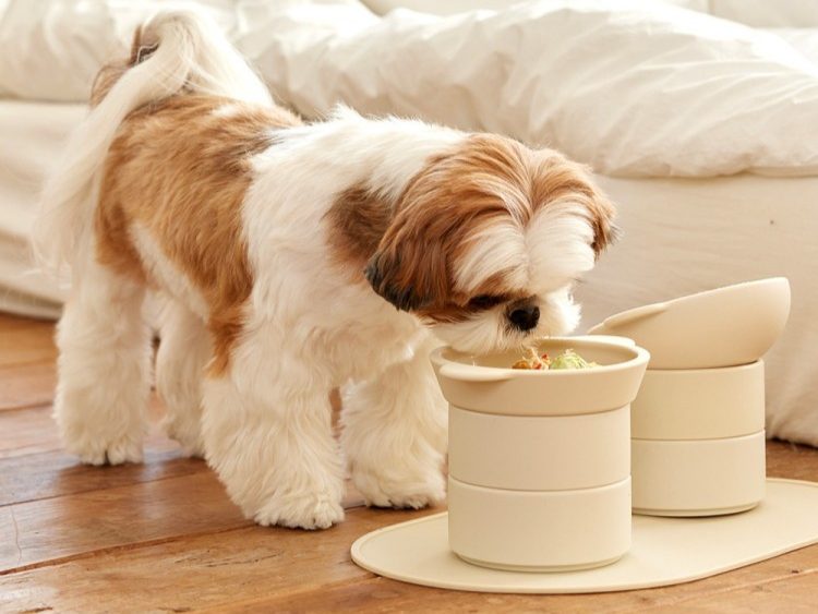 강아지 밥그릇 높이 & 소재 고르는 법! 강아지 밥그릇 추천 제품 2가지